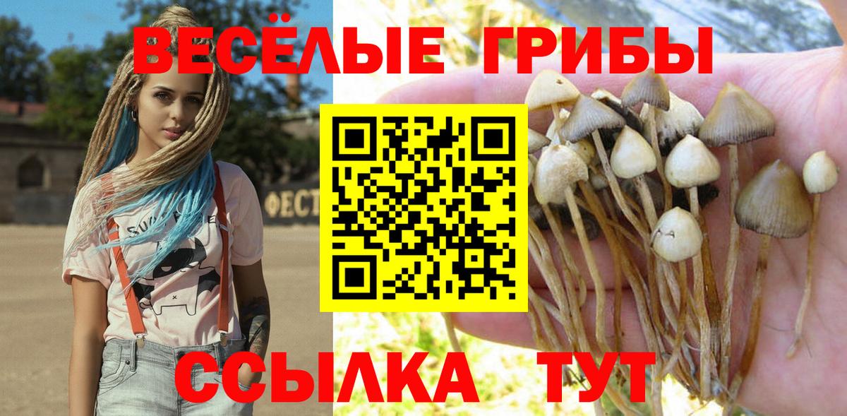 Псилоцибиновые грибы MAGIC MUSHROOMS  Вход с VPN  купить наркоту  Кудрово  Псилоцибиновые грибы Cubensis 